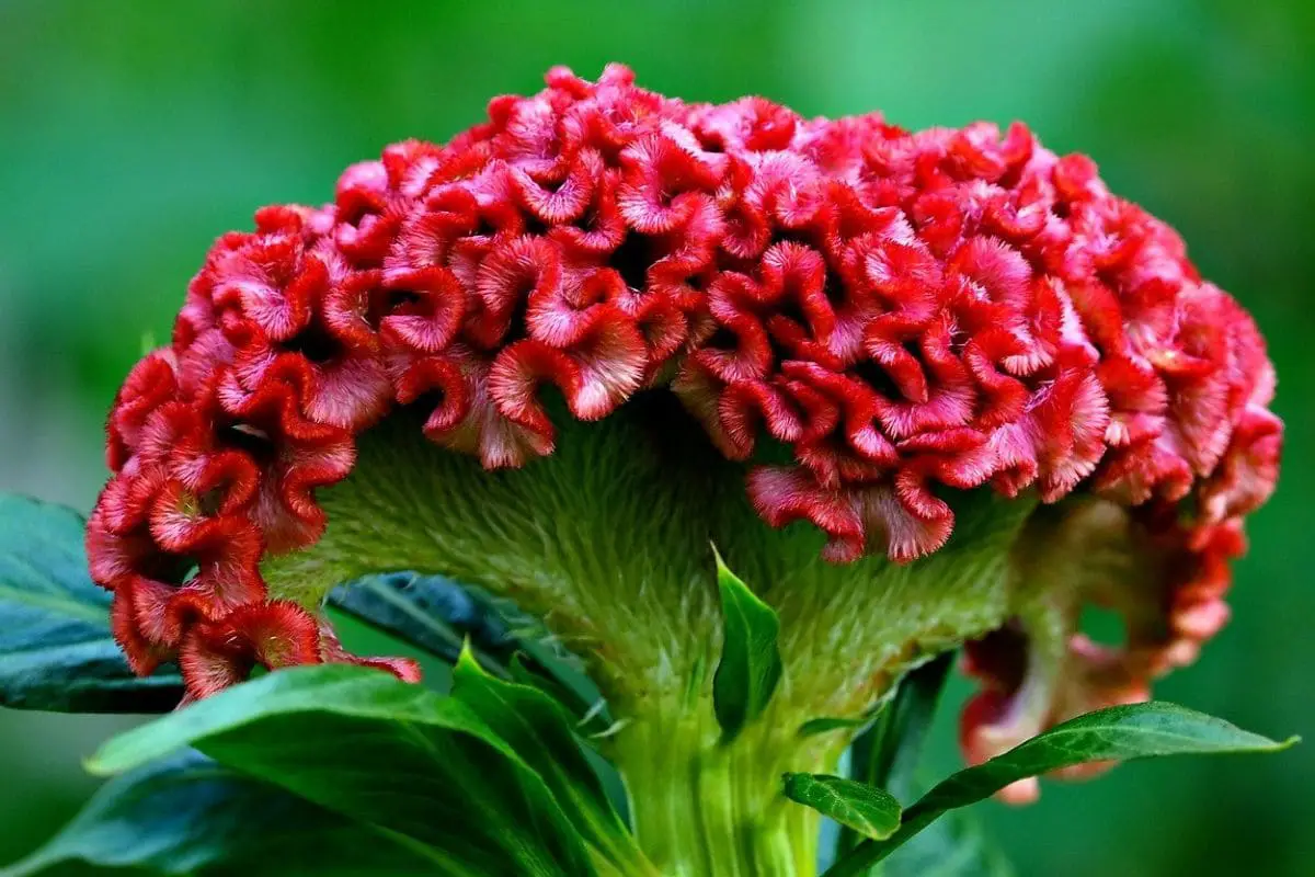 Flor celósia cristata: textura única e vibrante que se destaca no jardim