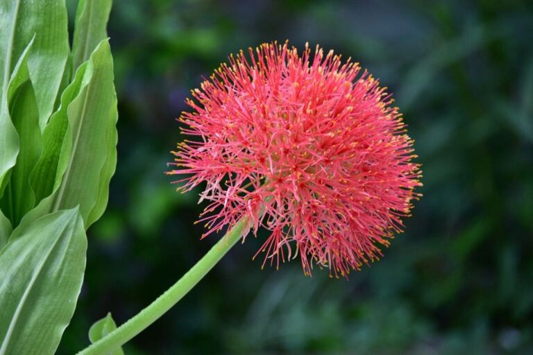 A flor estrela de natal, com sua forma esférica e pétalas vermelhas brilhantes, destaca-se em meio ao verde das folhas, trazendo um toque exótico e vibrante ao jardim