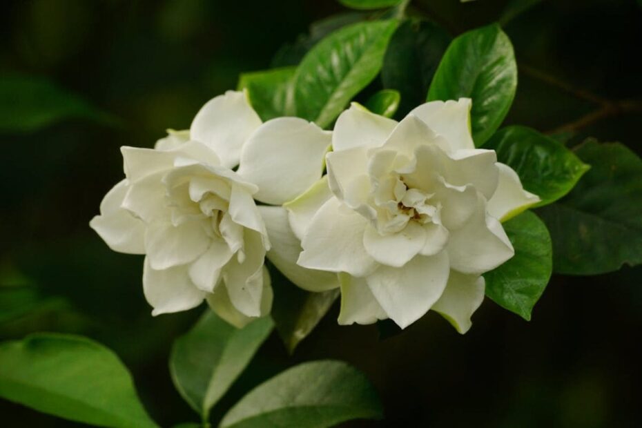 Duas flores Gardenia jasminoides brancas cercadas por folhas verdes.