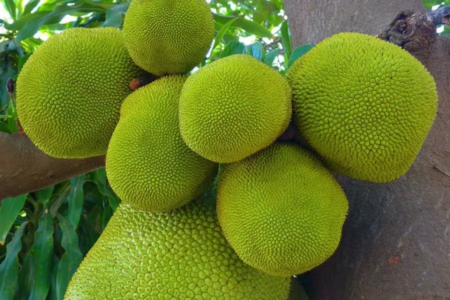 Frutos de jaca verdes e grandes crescendo em uma jaqueira