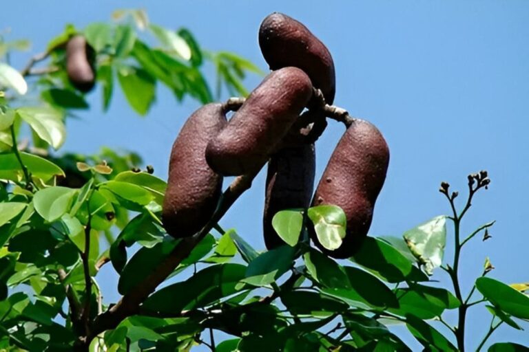 Jatobá: a árvore brasileira que vai te fascinar!