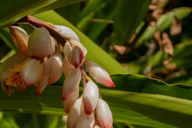 Detalhe das flores da Alpinia zerumbet em tons delicados