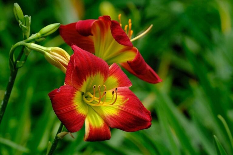 Florescendo com elegância, esta amarílis exibe pétalas vermelhas vibrantes com um centro amarelo radiante, contrastando lindamente com o verde ao redor