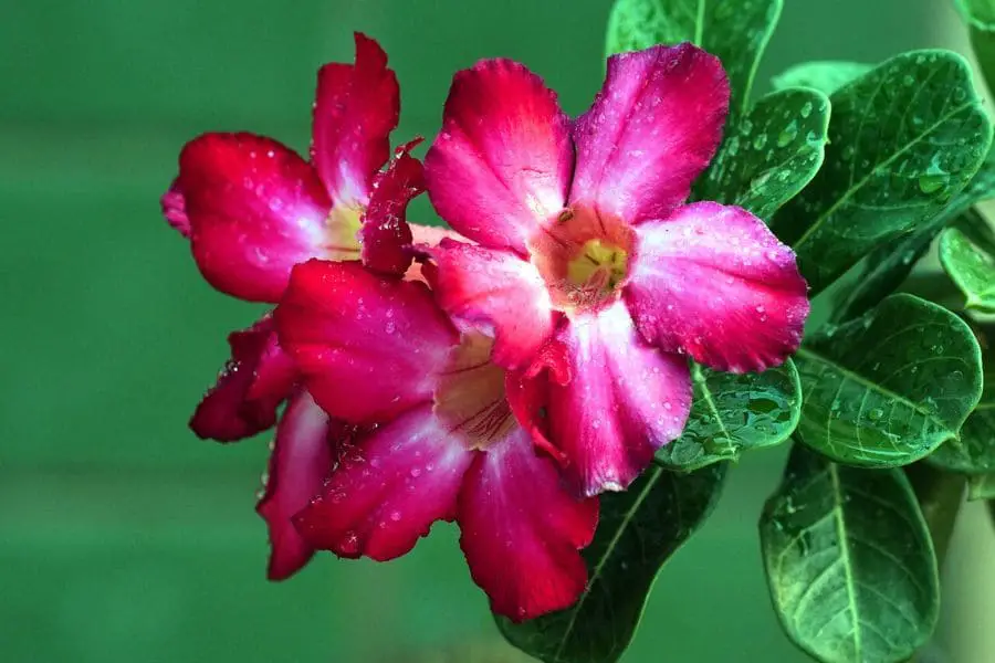 Rosa do Deserto: flores vibrantes e folhas robustas destacam-se em meio ao verde exuberante