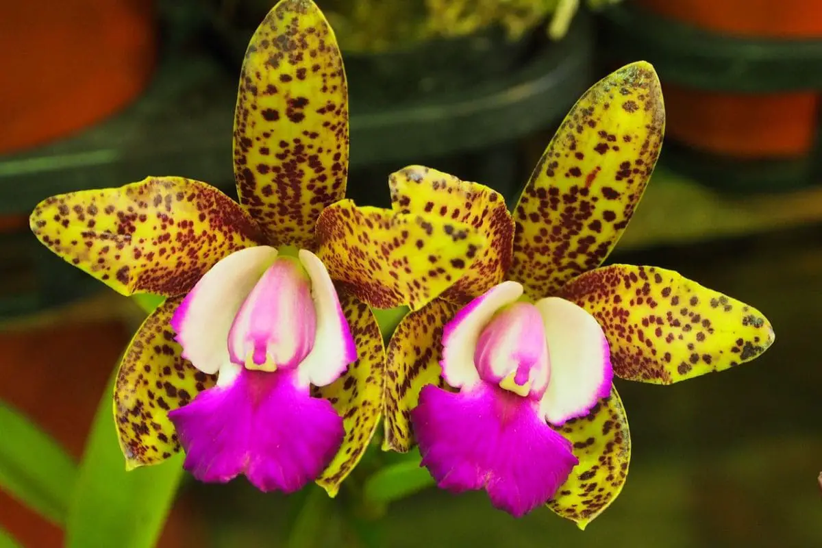 Orquídea do gênero Cattleya