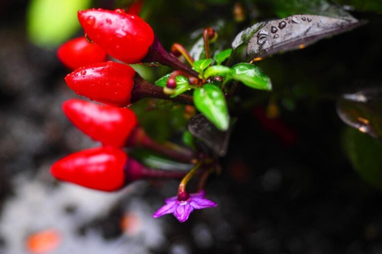 Pequenas pimentas vermelhas: charme e proteção para energizar seu espaço no ano novo