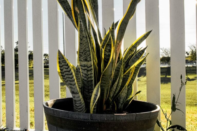 Espada-de-são-jorge ao ar livre: robustez e beleza sob a luz natural