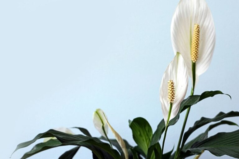 Lírio-da-paz em destaque: flores brancas imaculadas e folhagem verde vibrante, irradiando serenidade e beleza natural