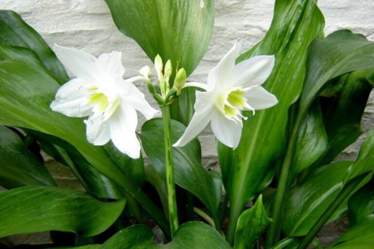 Lírio-do-amazonas em plena floração