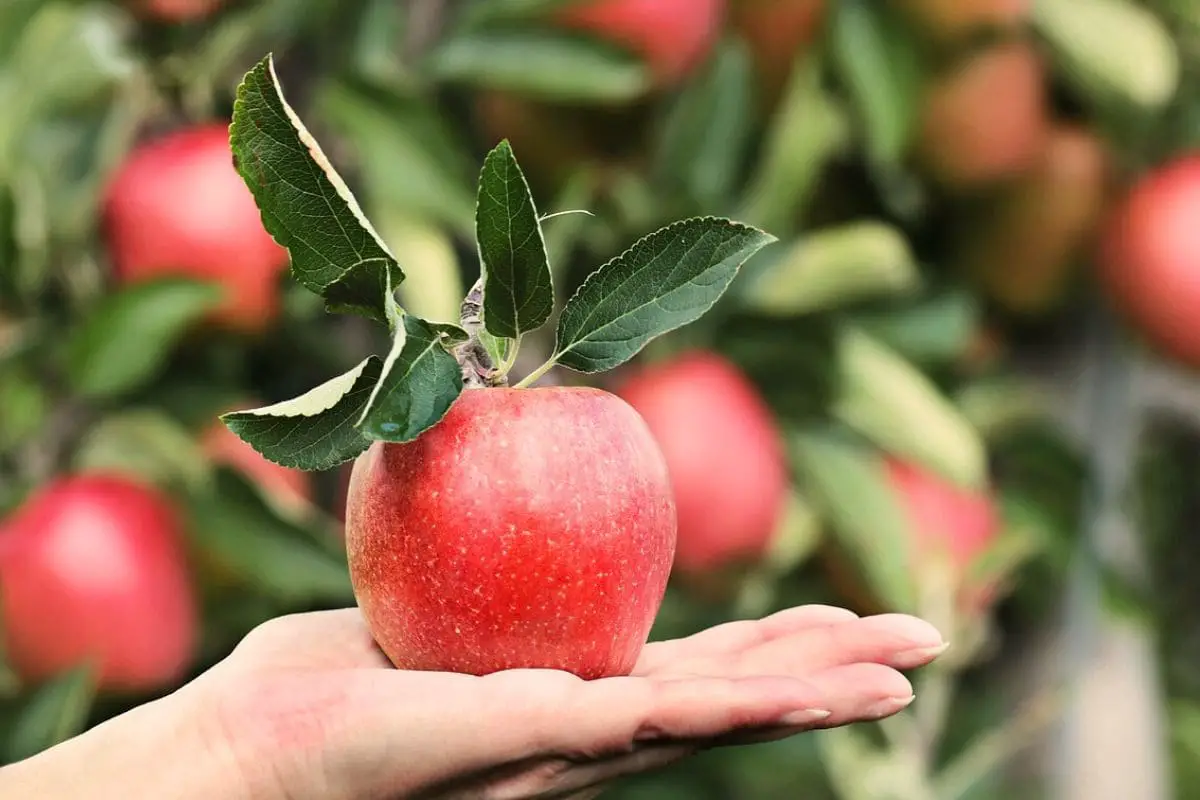 Uma maçã radiante repousa na palma da mão, pronta para iniciar a aventura de como plantar semente de maçã e cultivar seu próprio pomar