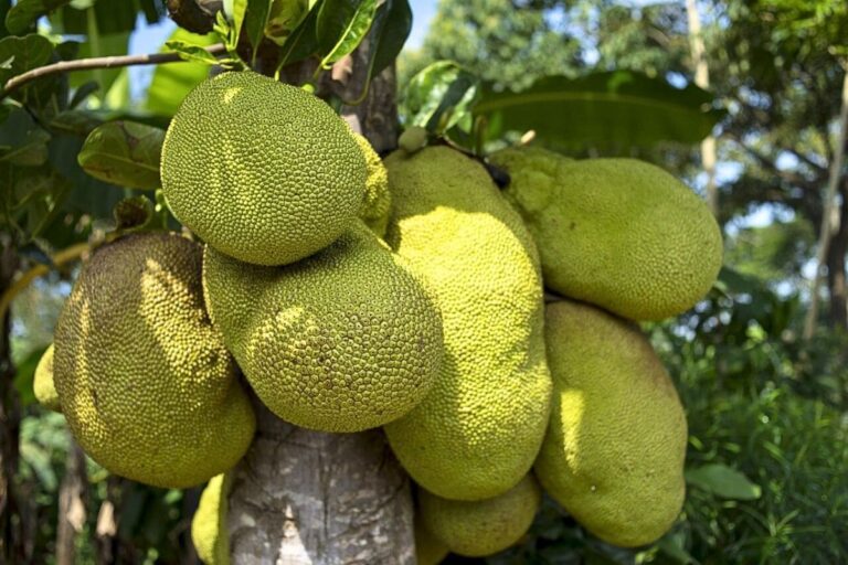 Jaqueira com várias jacas verdes crescendo no tronco