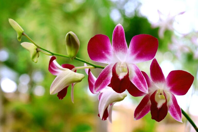 Orquídea com lindas flores
