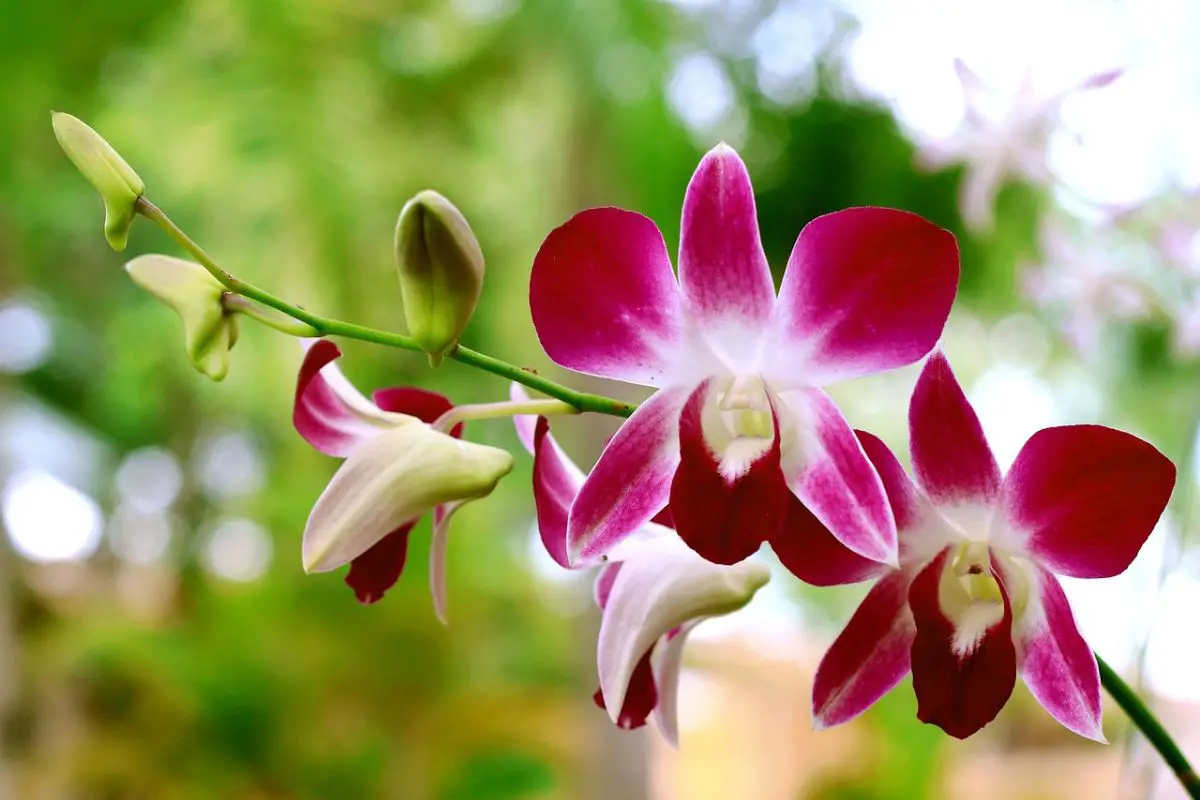 Orquídea com lindas flores