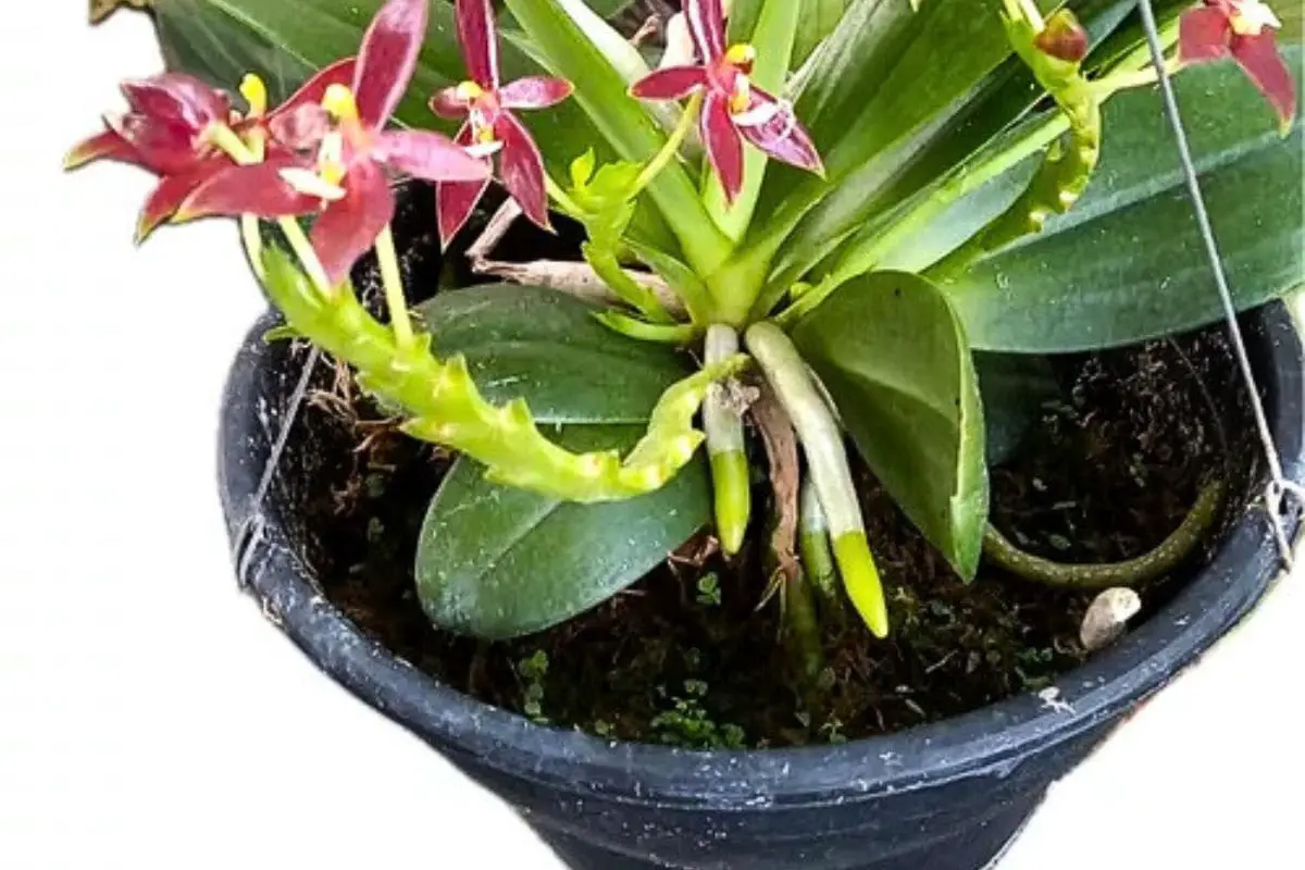 Orquídea em vaso de plástico, exibindo suas flores vermelhas e folhas exuberantes