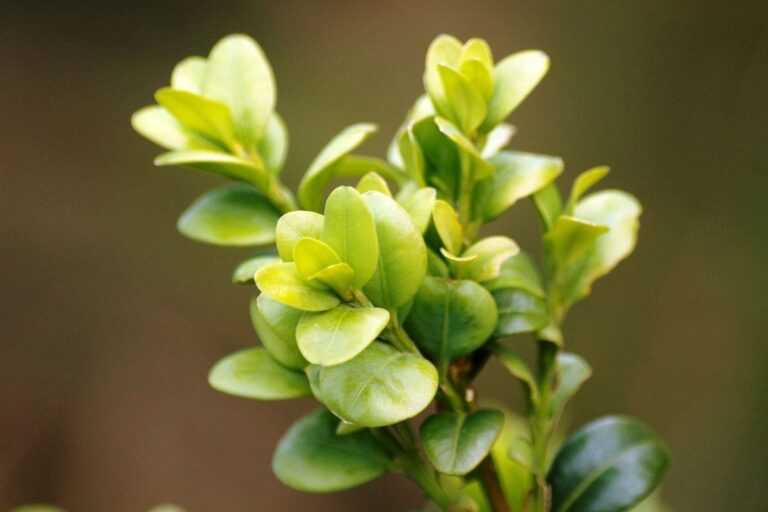 3 plantas comuns perfeitas para paisagismo: traga beleza para seu jardim