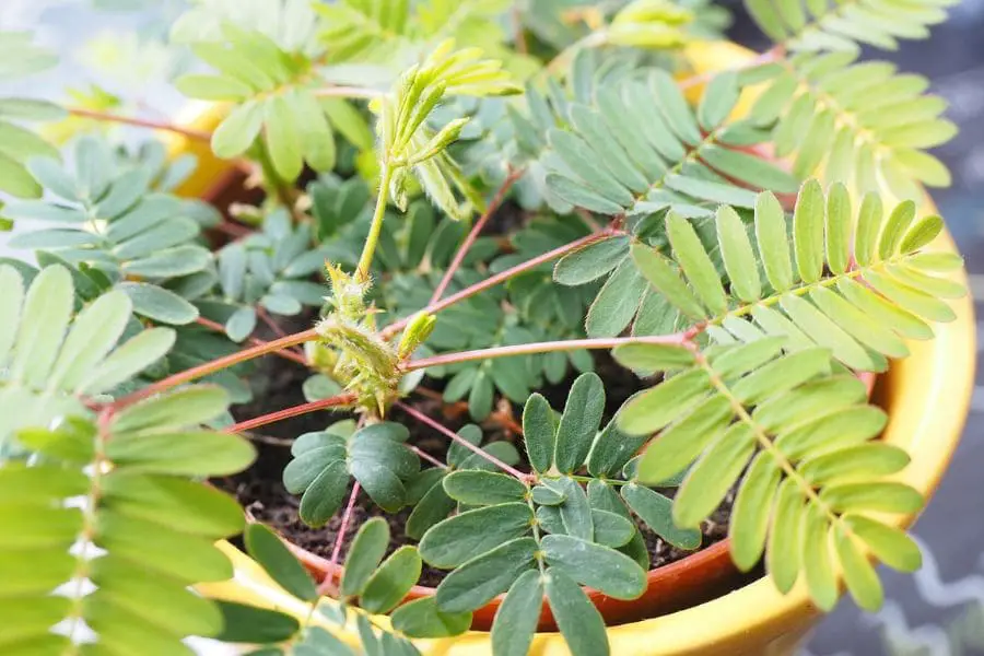 Planta dormideira com folhas verdes em um vaso amarelo