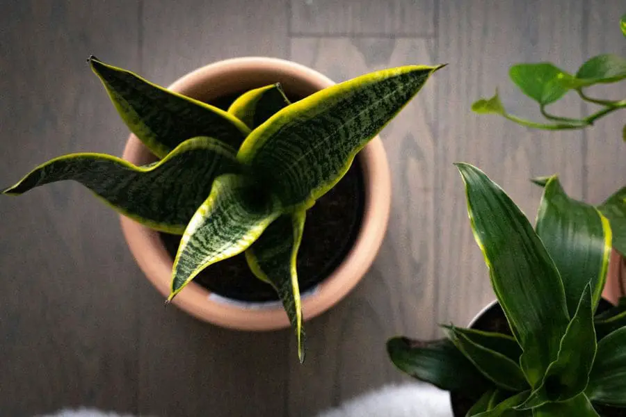 Espada-de-são-jorge em vaso: uma escolha vibrante e resistente para decorar com estilo