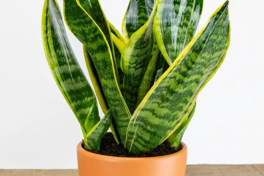 Espada-de-são-jorge: elegância e resistência em um vaso, perfeita para qualquer ambiente
