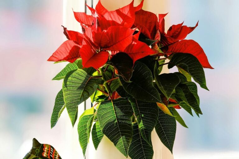 A flor de natal exibe suas vibrantes brácteas vermelhas e folhas verdes