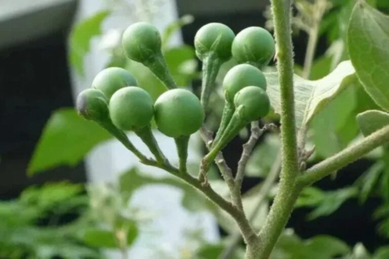 Frutos verdes e redondos da planta jurubeba em destaque