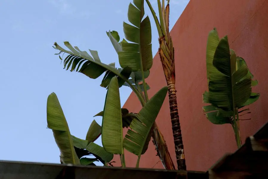 Ravenala: conhecida como "traveler's tree", destaca-se por suas folhas em leque que lembram uma palma exótica
