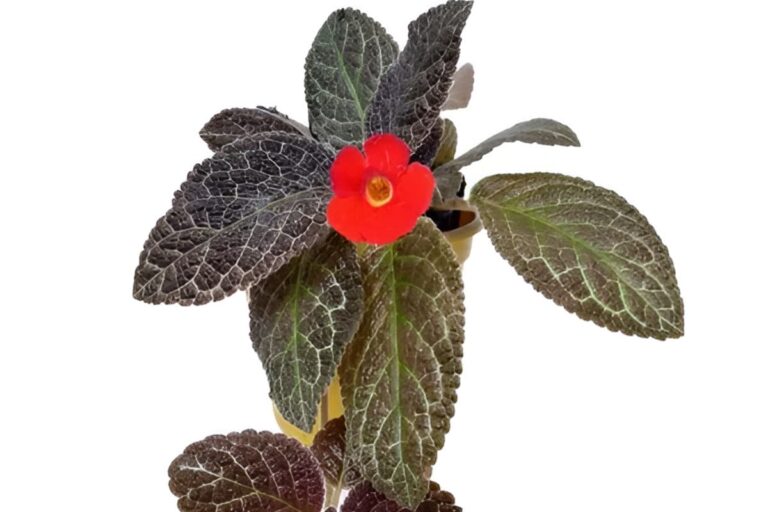 Como usar a planta-tapete no paisagismo: transforme seu jardim com a Episcia cupreata