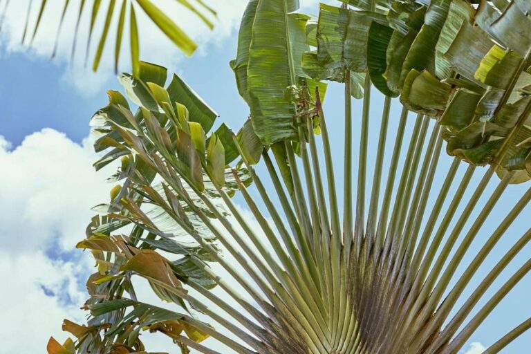 Ravenala: as folhas em leque da "traveler's tree" se destacam sob o céu azul, criando uma silhueta única e elegante