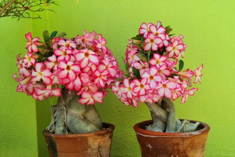 Rosa do Deserto: flores rosadas vibrantes adornam o tronco robusto, criando um contraste encantador com o verde ao fundo