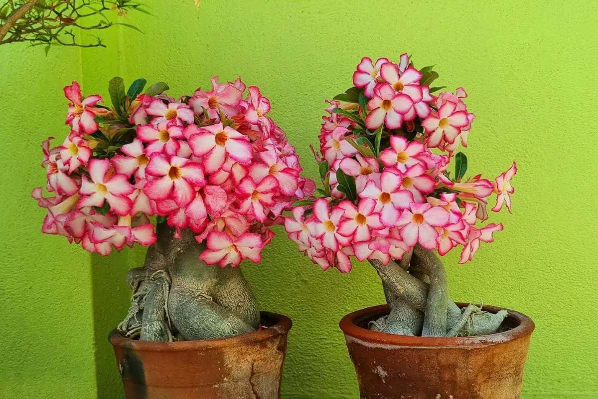 Rosa do Deserto: flores rosadas vibrantes adornam o tronco robusto, criando um contraste encantador com o verde ao fundo