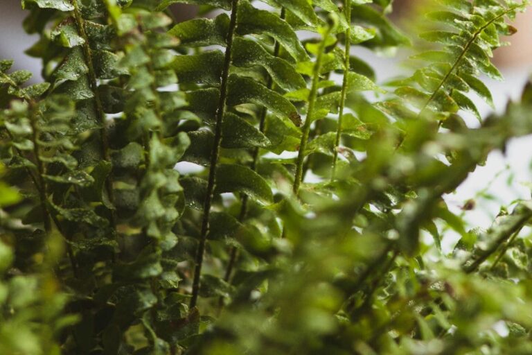 Conheça a samambaia Nephrolepis cordifolia: aprenda cultiva-la