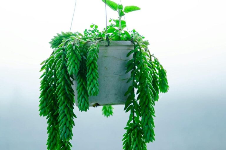 Suculenta rabo-de-burro pendente, exibindo suas longas folhas verdes em um vaso suspenso