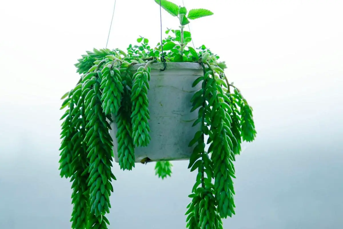 Suculenta rabo-de-burro pendente, exibindo suas longas folhas verdes em um vaso suspenso